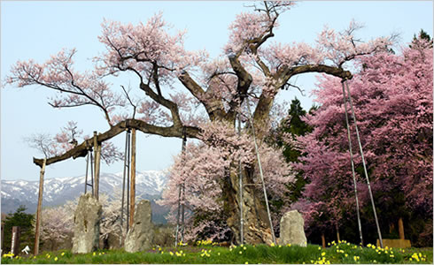 画像：白鷹・釜の越桜