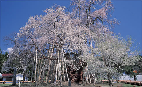 画像：長井・久保の桜