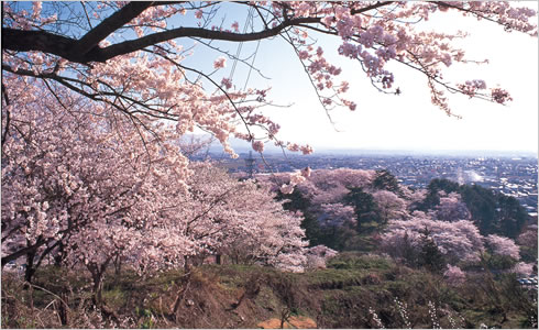 画像：赤湯・烏帽子山千本桜